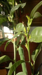 2017-01-22-797.jpg