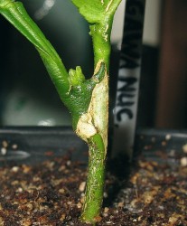 01.JPG (17.63 КБ) 6427 просмотров 01.JPG