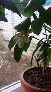 20150312_114853.jpg