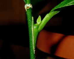 IMG_5688.JPG