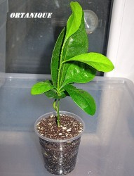 Ortanique.JPG (235.8 КБ) 9975 просмотров Ortanique.JPG