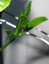 IMG_5815.JPG