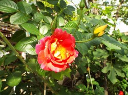 DSCF1166.JPG