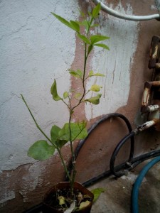 IMG_20150320_145812.jpg