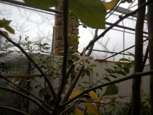 IMG_20150320_131715.jpg