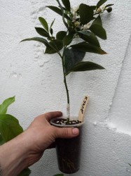 DSCF1205.JPG