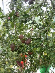 IMG_20170520_110631.jpg