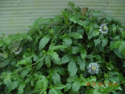 DSCN5568.JPG