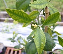 3-d year seedling is blooming 3 flowers.JPG