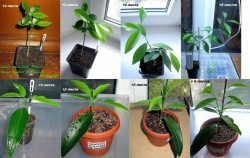 Сравнение 4-х приростов.jpg (18.49 КБ) 6004 просмотра Сравнение 4-х приростов.jpg