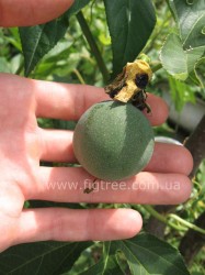 fruit.JPG