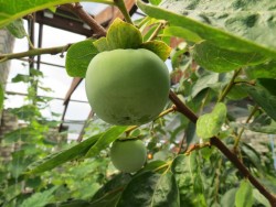 IMG_4223.JPG