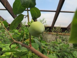 IMG_4261.JPG