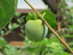 IMG_4254.JPG