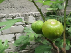 IMG_4242.JPG