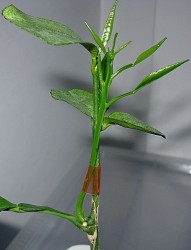IMG_6284.JPG