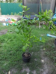 SAM_9368.JPG (134.59 КБ) 7557 просмотров SAM_9368.JPG