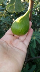 IMG_20170721_28189.jpg