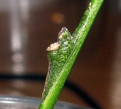 IMG_6418.JPG