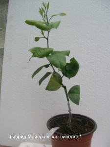 100_2256.JPG
