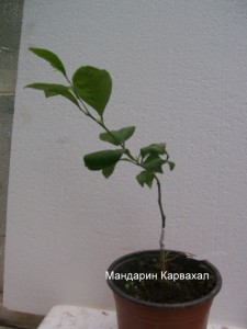 100_2253.JPG