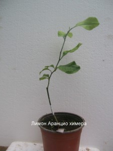 100_2257.JPG