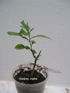 100_2271.JPG