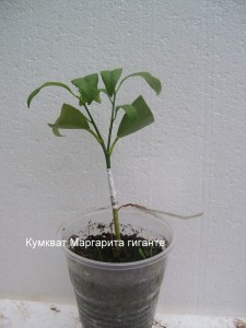 100_2274.JPG