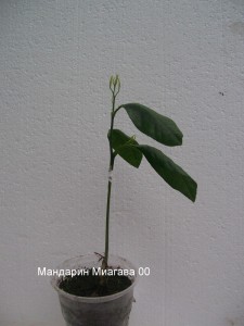 100_2278.JPG