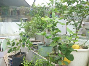 100_2282.JPG