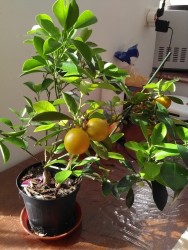 calamondin.jpg