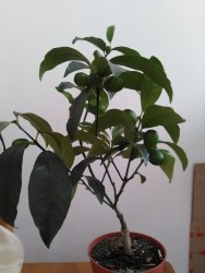 kumquat3.jpg