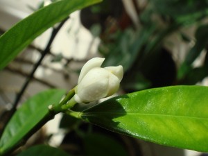 DSC05379.JPG