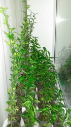 IMAG0120.jpg