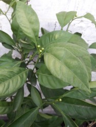 21.jpg (14.98 КБ) 11721 просмотр 21.jpg