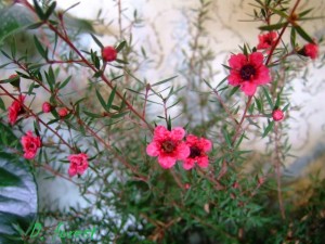DSCF2726.JPG