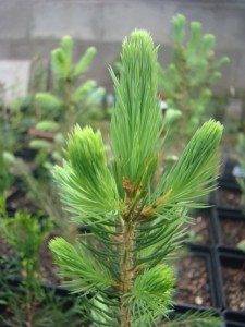 picea glauca.jpg