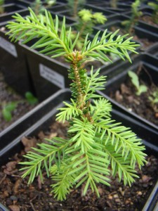 picea nidiformis.jpg