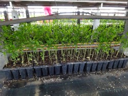 Rootstock.jpg