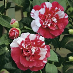 Camellia japonica General Colletti.jpg