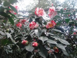 Camellia japonica General Colletti2.jpg
