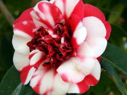 Camellia-japonica-General-Colletti1.jpg
