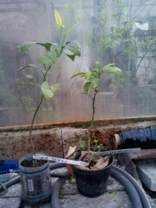 IMG_20130106_051848.jpg