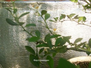 100_2397.JPG