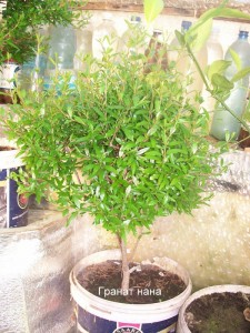 100_2399.JPG