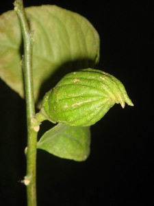 DSC05517.JPG