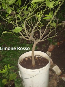 limone Rosso.JPG
