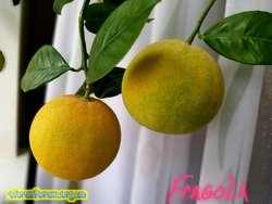 Fragola orange.jpg