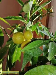 IMG_20181202_124134.jpg