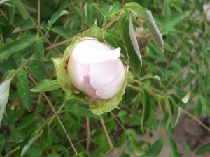 100_2494.JPG